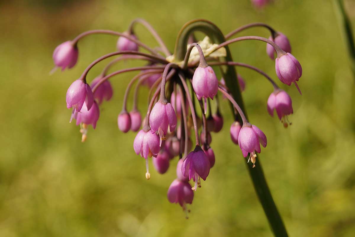 A close up horizontal image of a pink nodding onion umbel pictured on a soft focus background.