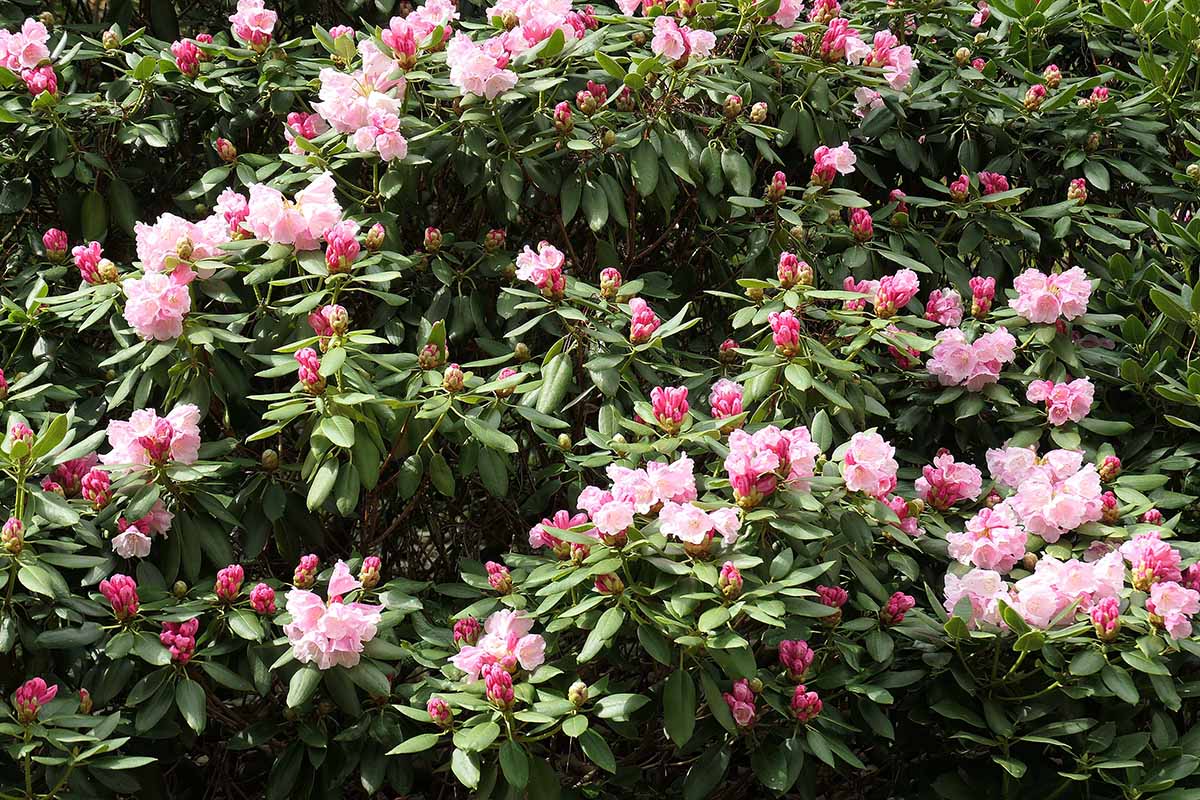 A horizontal image of pink rhododendrons in full bloom in the garden.