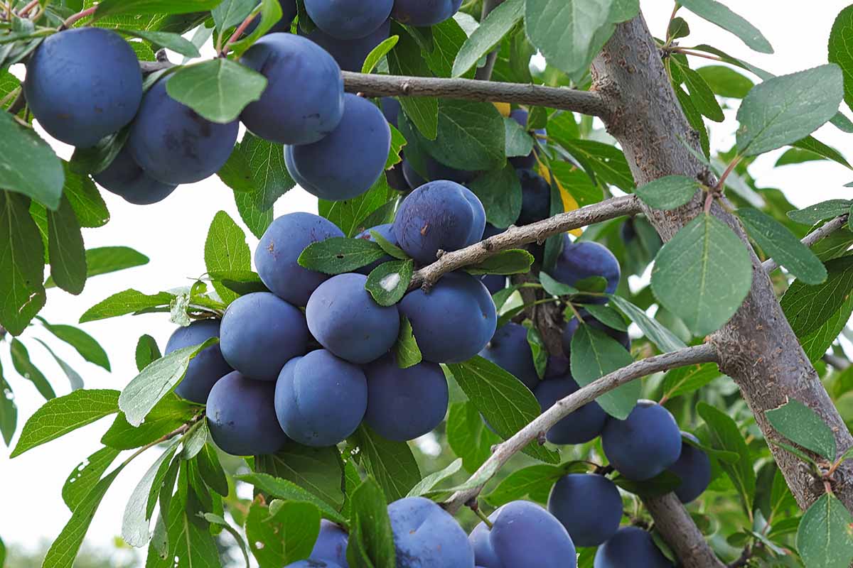 A close up horizontal image of ripe plums growing on the tree.