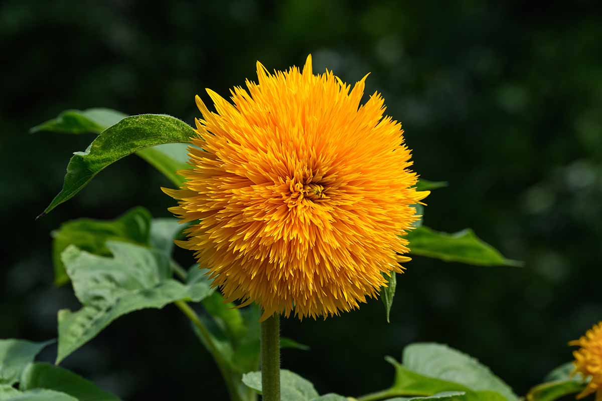 A close up of a single teddy bear sunflower growing in the garden pictured in bright sunshine on a soft focus background.