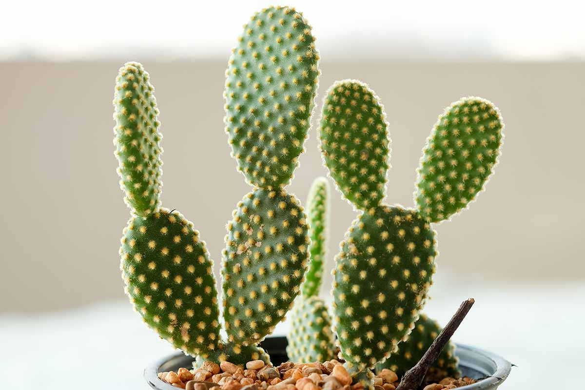 A close up horizontal image of a potted bunny ears cactus growing indoors.