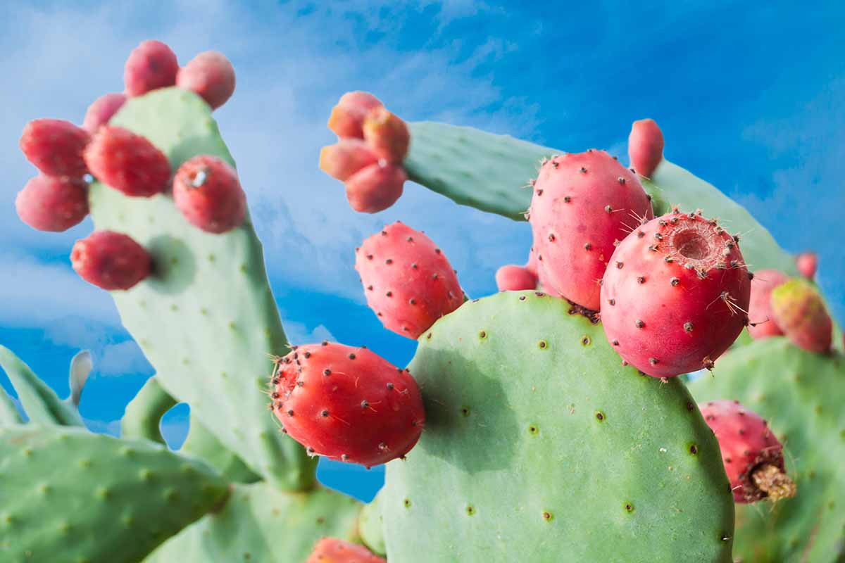 A close up horizontal image of a prickly pear cactus with bright red fruits pictured on a blue sky background.