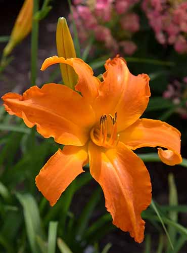 A vertical image of a single 'Primal Scream' orange daylily growing in the garden pictured on a soft focus background.