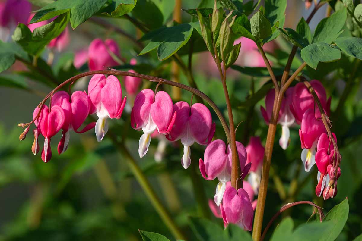 A horizontal close up of a bleeding heart branch with bright pink blooms down the length of the branch.