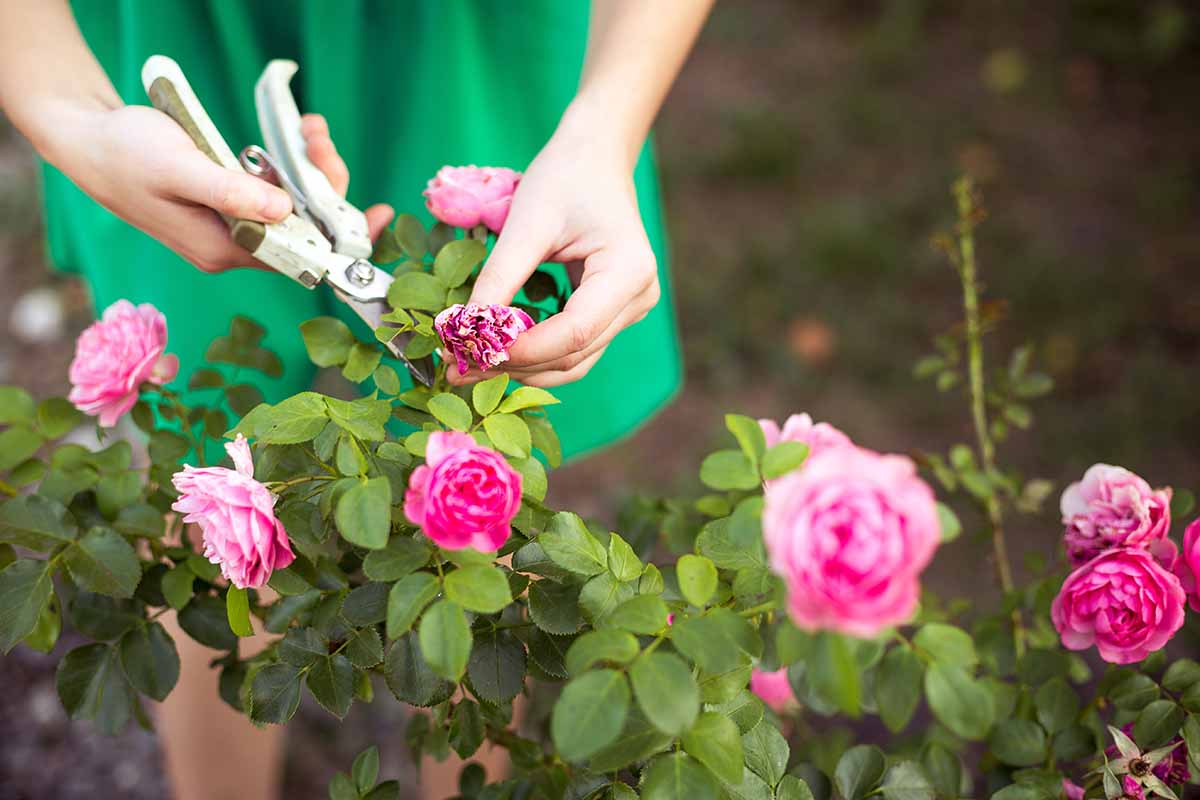 A close up horizontal image of a gardener using a pair of pruners to deadhead roses, pictured on a soft focus background.