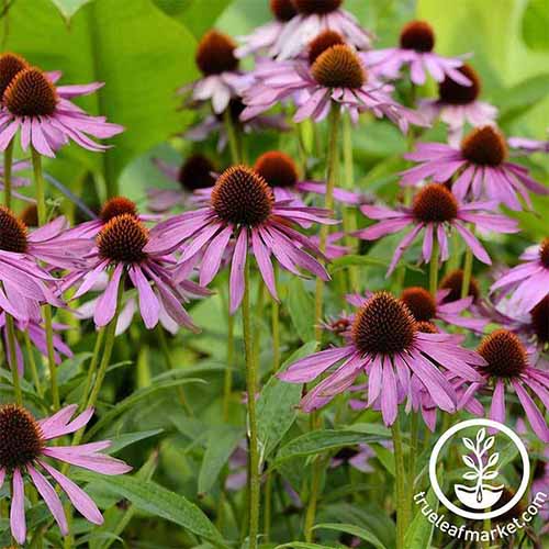 A close up square image of purple coneflowers growing in a meadow. To the bottom right of the frame is a white circular logo with text.