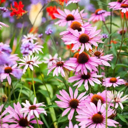 A square image of purple coneflowers growing in the garden.