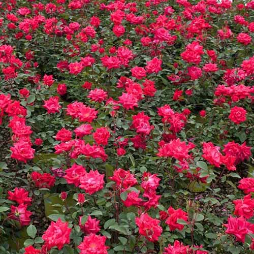 A square image of Red Double Knock Out roses growing in the garden.