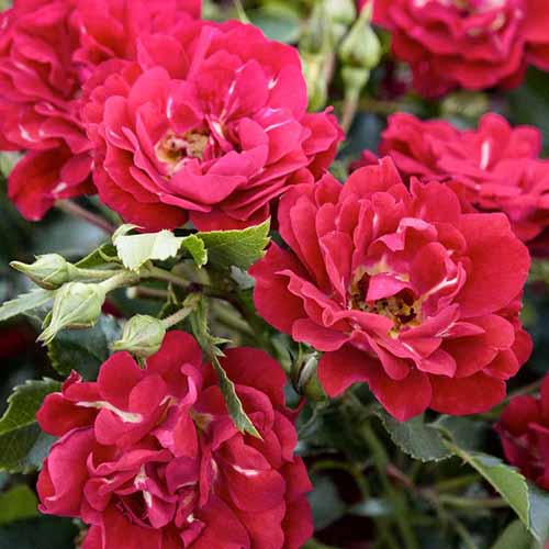 A square image of Red Drift roses growing in the garden pictured on a soft focus background.