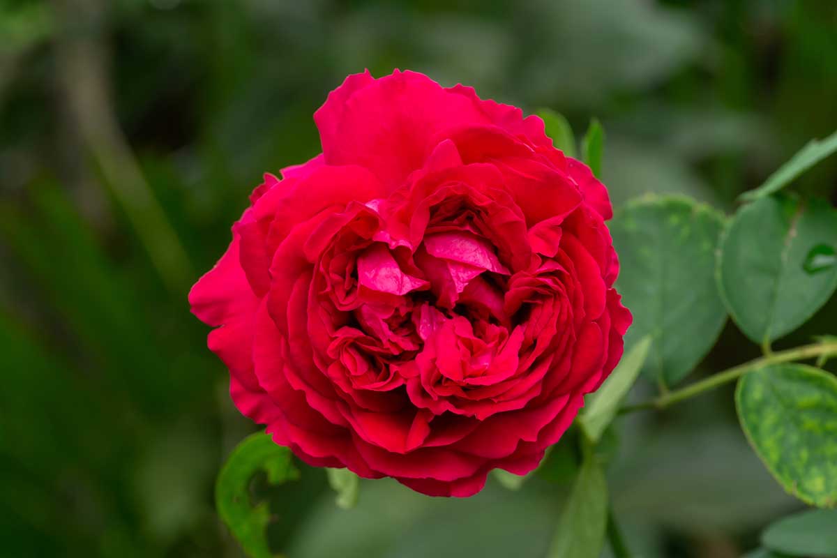 A close up horizontal image of a single 'Red Eden' bloom pictured on a soft focus background.