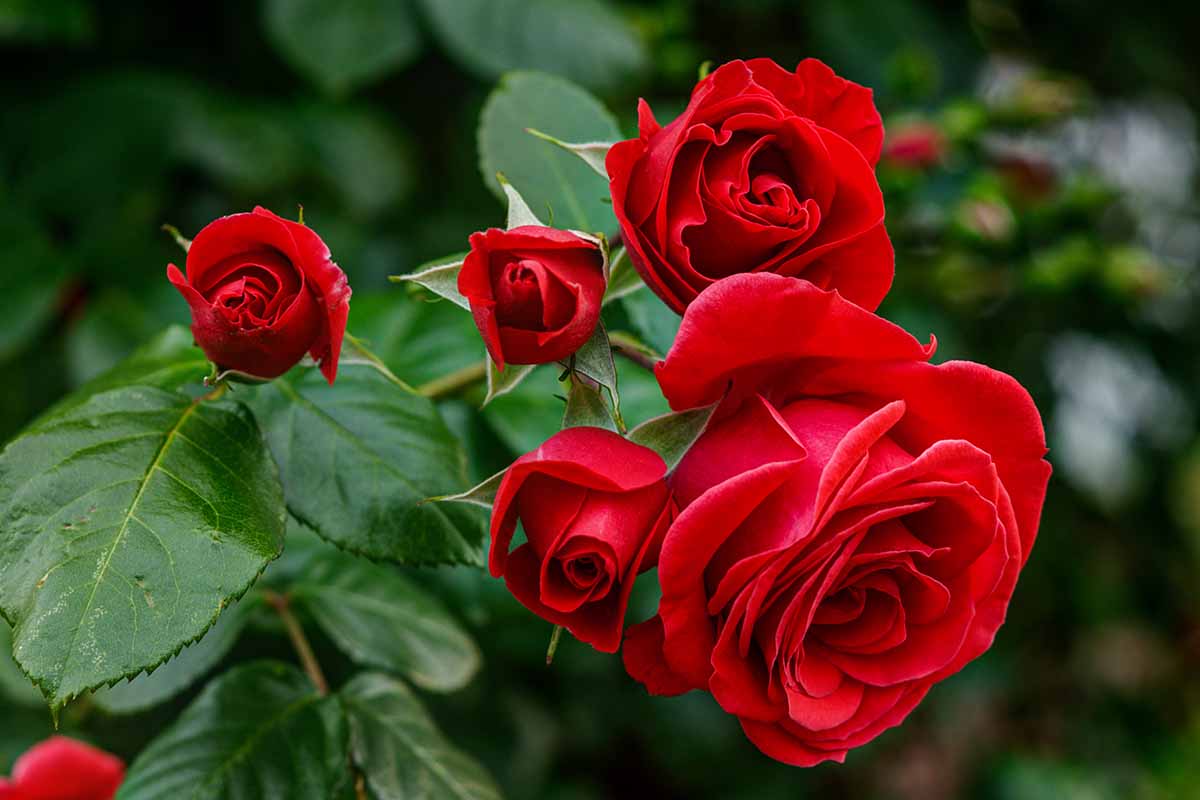 A close up horizontal image of deep red roses growing in the garden pictured on a dark soft focus background.