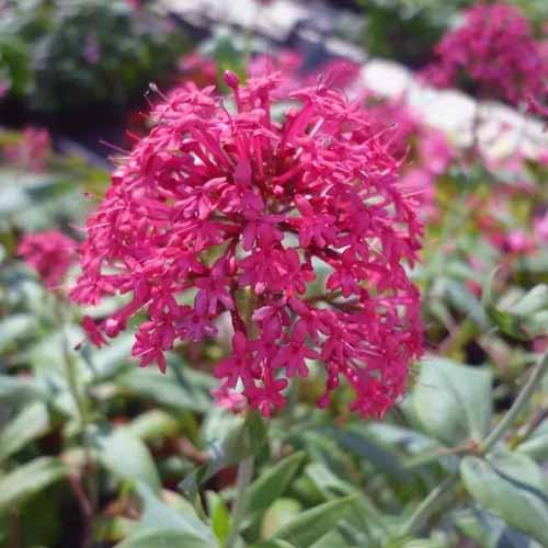 A close up square image of red valerian flowers growing in the garden pictured on a soft focus background.