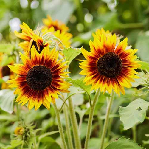 A square image of two 'Ring of Fire' sunflowers growing in the garden pictured on a soft focus background.