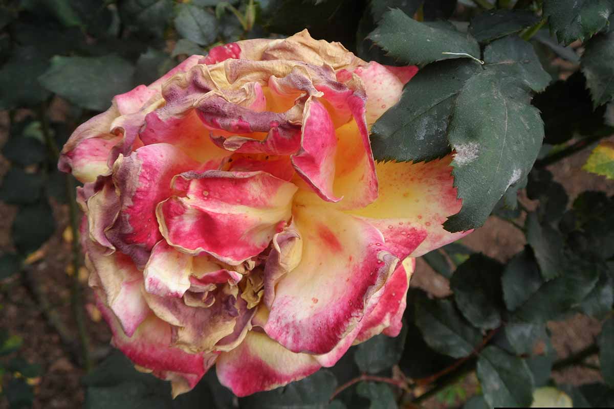 A horizontal photo of a red rose damaged by botrytis blight.