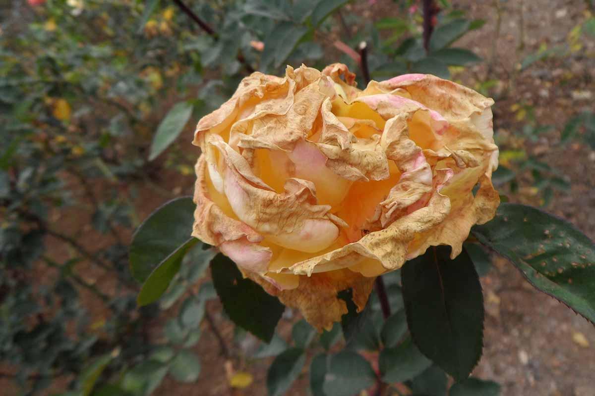 A horizontal photo of a yellowing rose infected with botrytis.