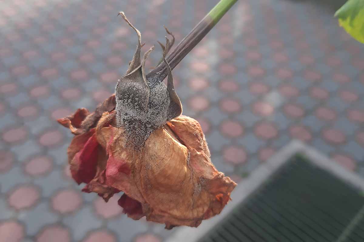 A horizontal photo of a dead rose covered with gray mold infection.
