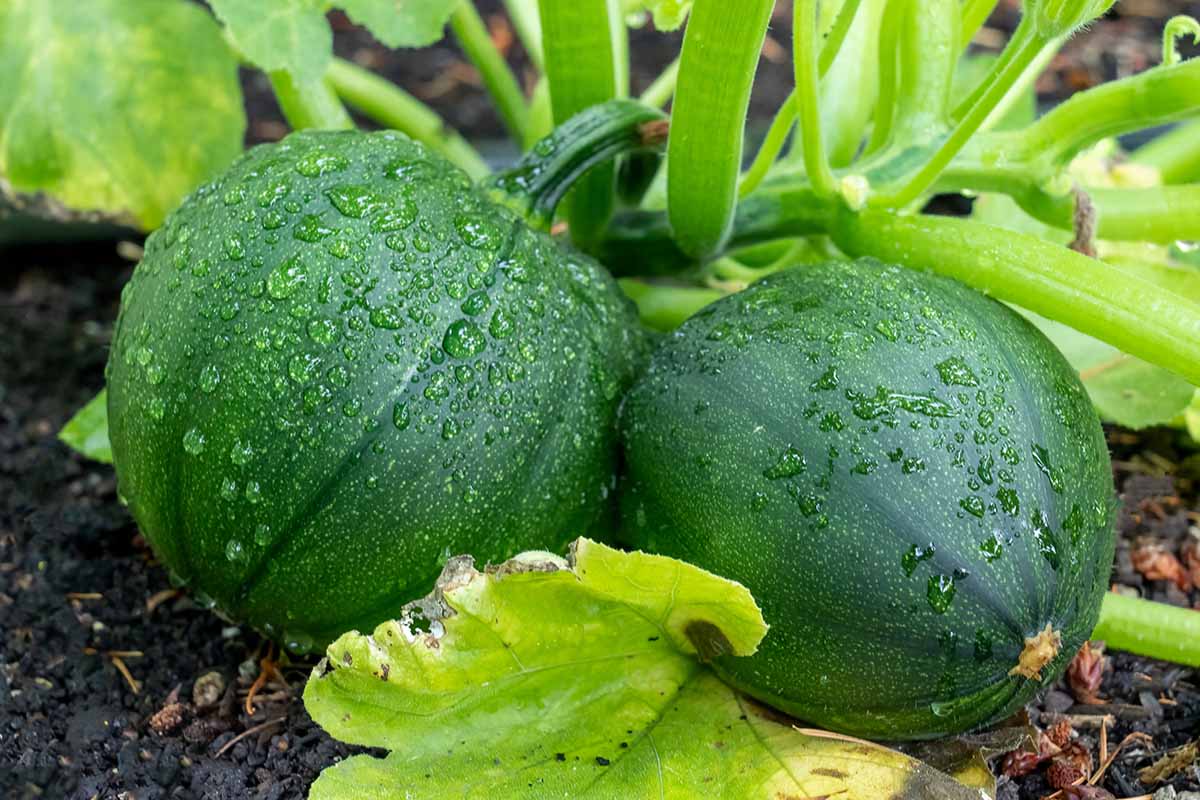 A horizontal photo of two round courgettes that are ready to be harvested in a garden.