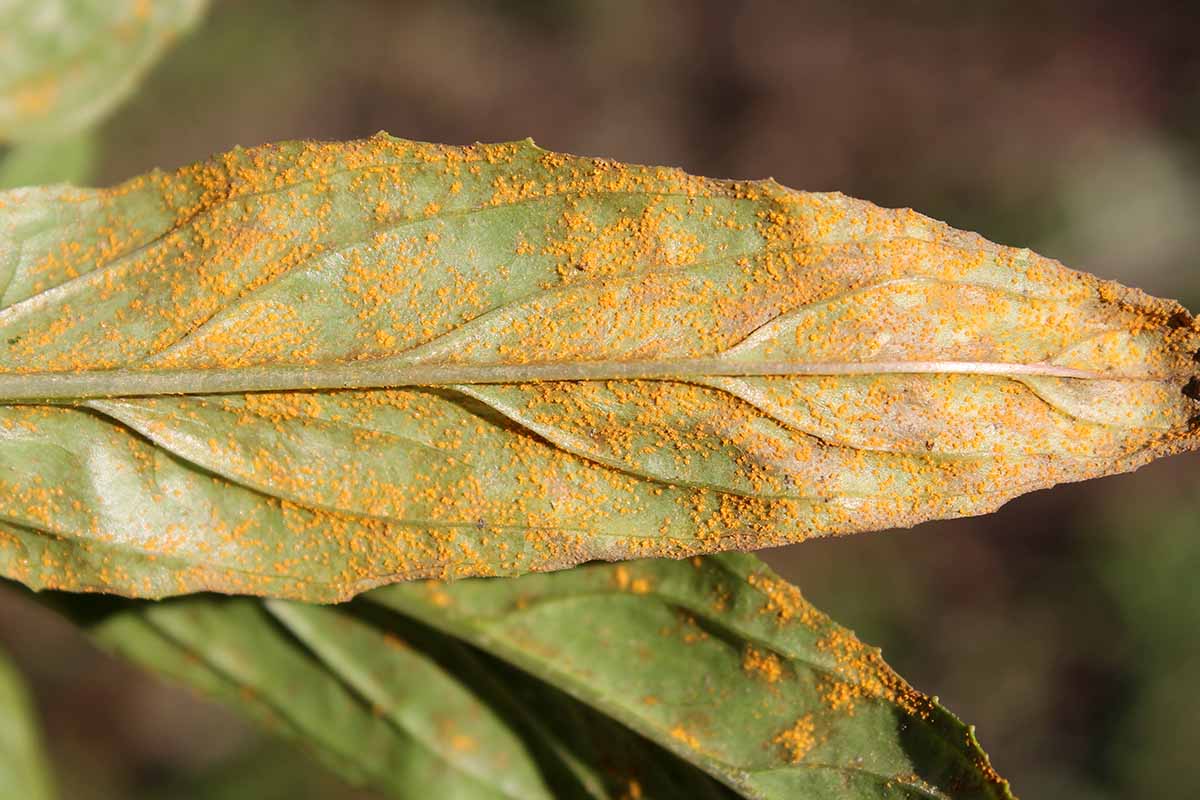 A horizontal photo of a leaf covered in a yellowish rust on the underside.