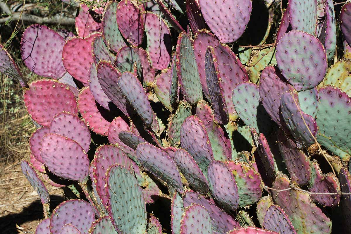 A close up horizontal image of the purple and greenish-blue cladodes of a Santa Rosa prickly pear growing in the garden.