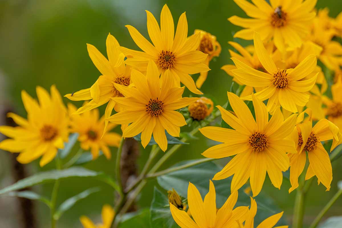 A horizontal image of yellow sawtooth sunflowers growing in the garden pictured on a green background.