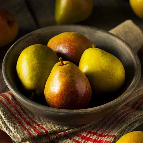 A square image of 'Seckel' pears in a wooden bowl on a table.