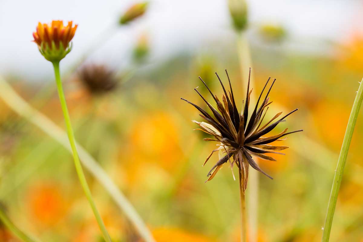 A horizontal photo of spent seed heads of several cosmos plants in a field.
