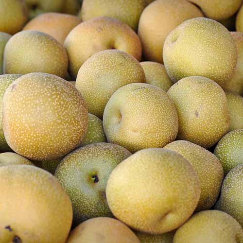 A square image of a pile of 'Shinko' pears at a market.