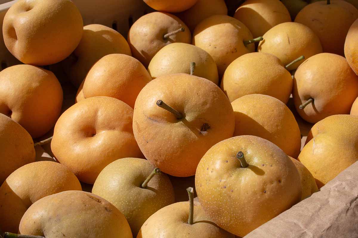 A close up horizontal image of a pile of 'Shinko' Asian pears in a wooden box.