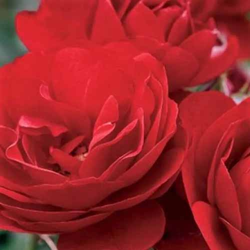 A close up square image of Showbiz roses pictured on a soft focus background.