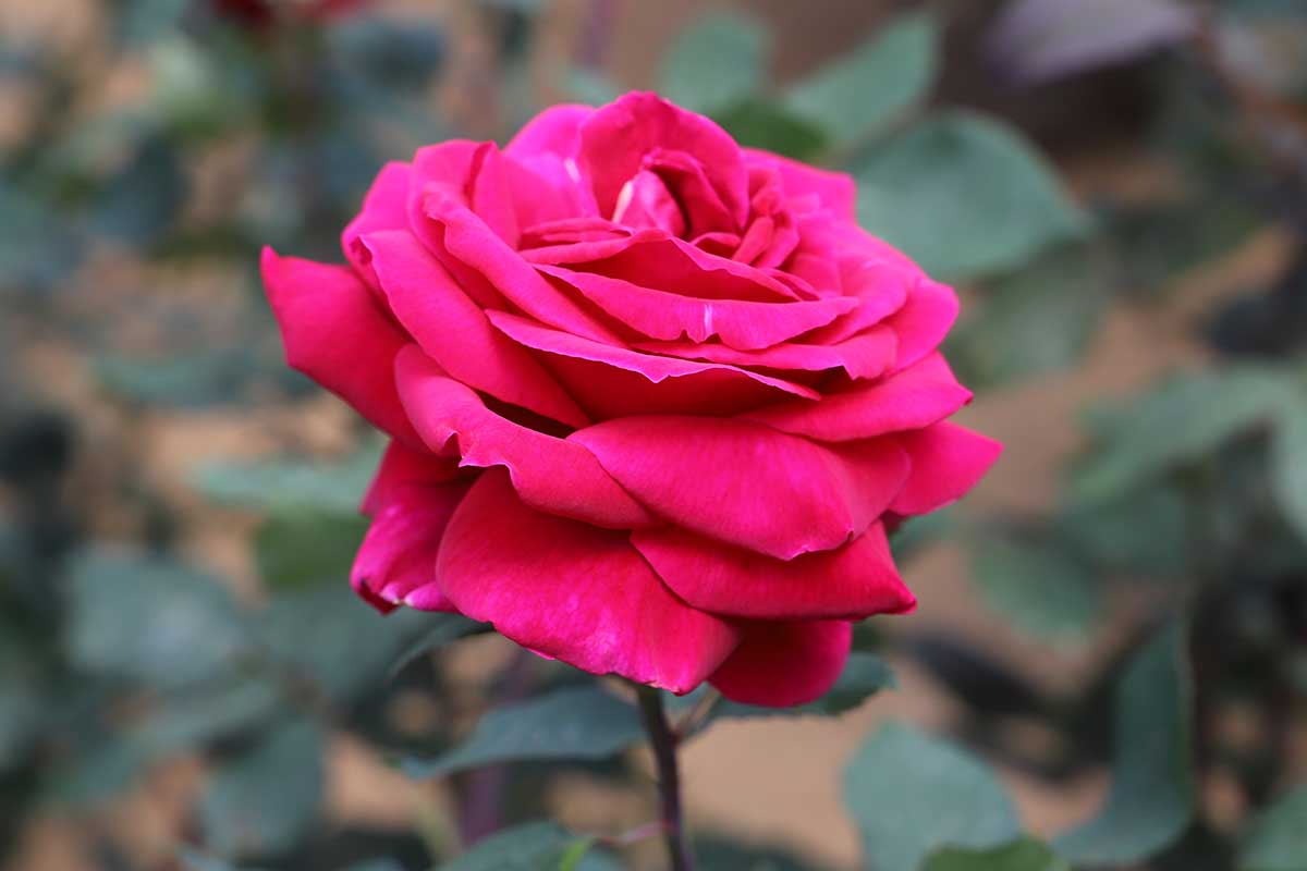 A close up horizontal image of a single 'Mister Lincoln' red rose pictured on a soft focus background.