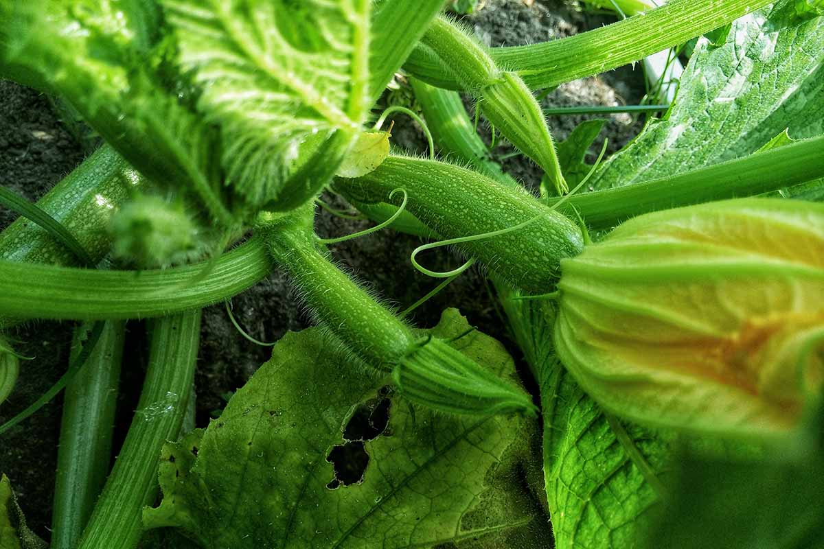 A horizontal photo of small zucchini growing on a plant in the garden.