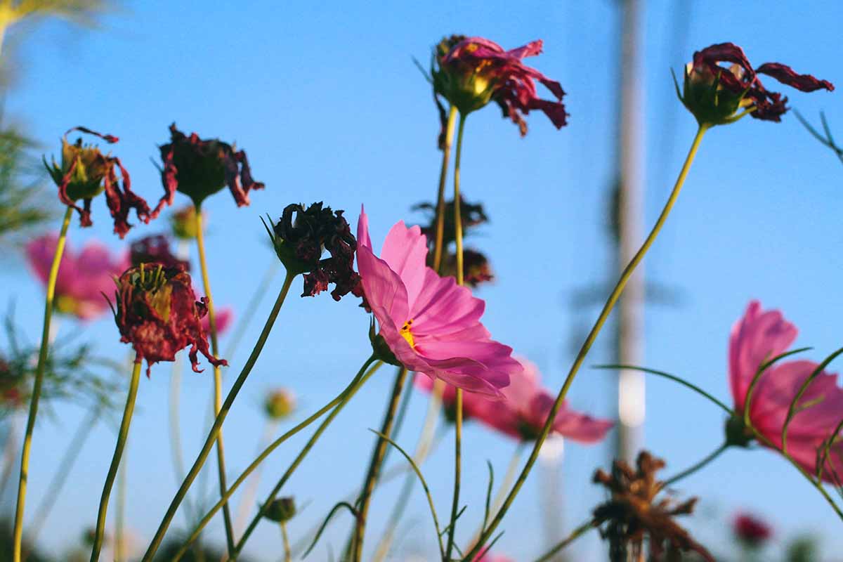 A horizontal photo of a mix of pink cosmos blooms and spent flower heads in a garden.