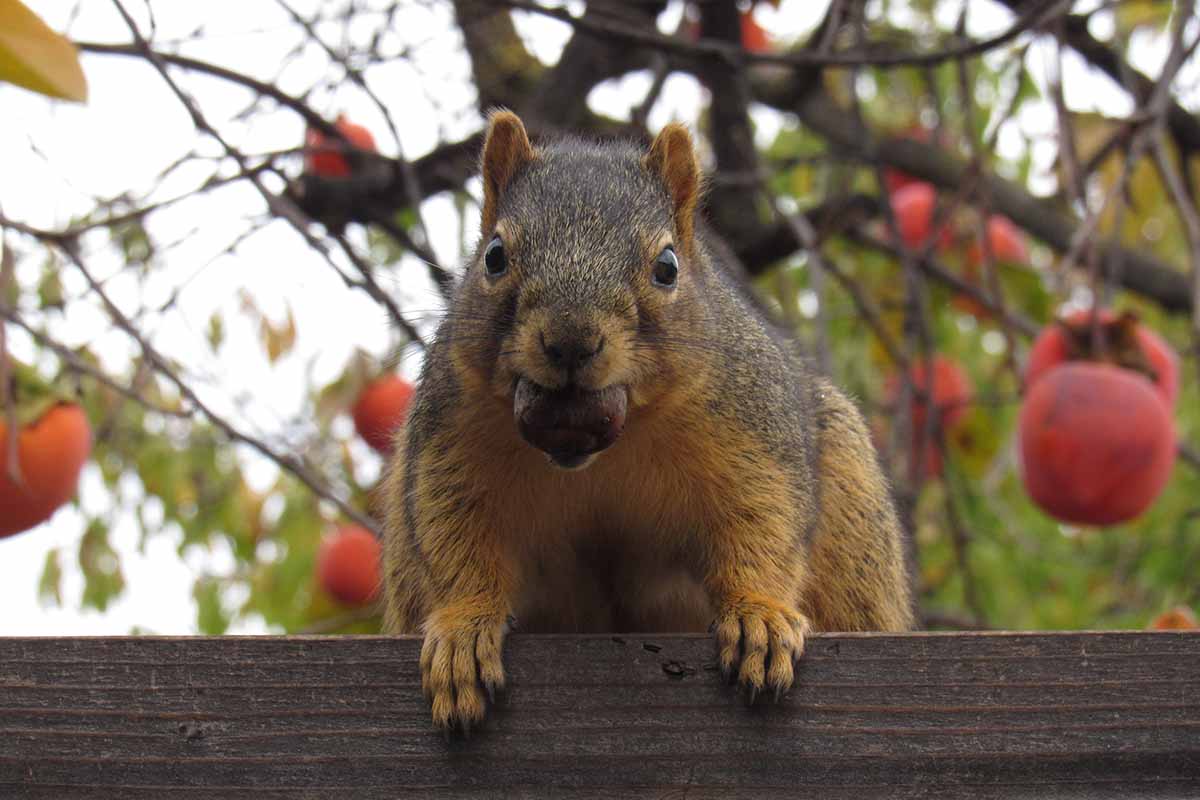 A horizontal image of a surprised squirrel looking over a wooden fence after stealing a fruit from a tree.