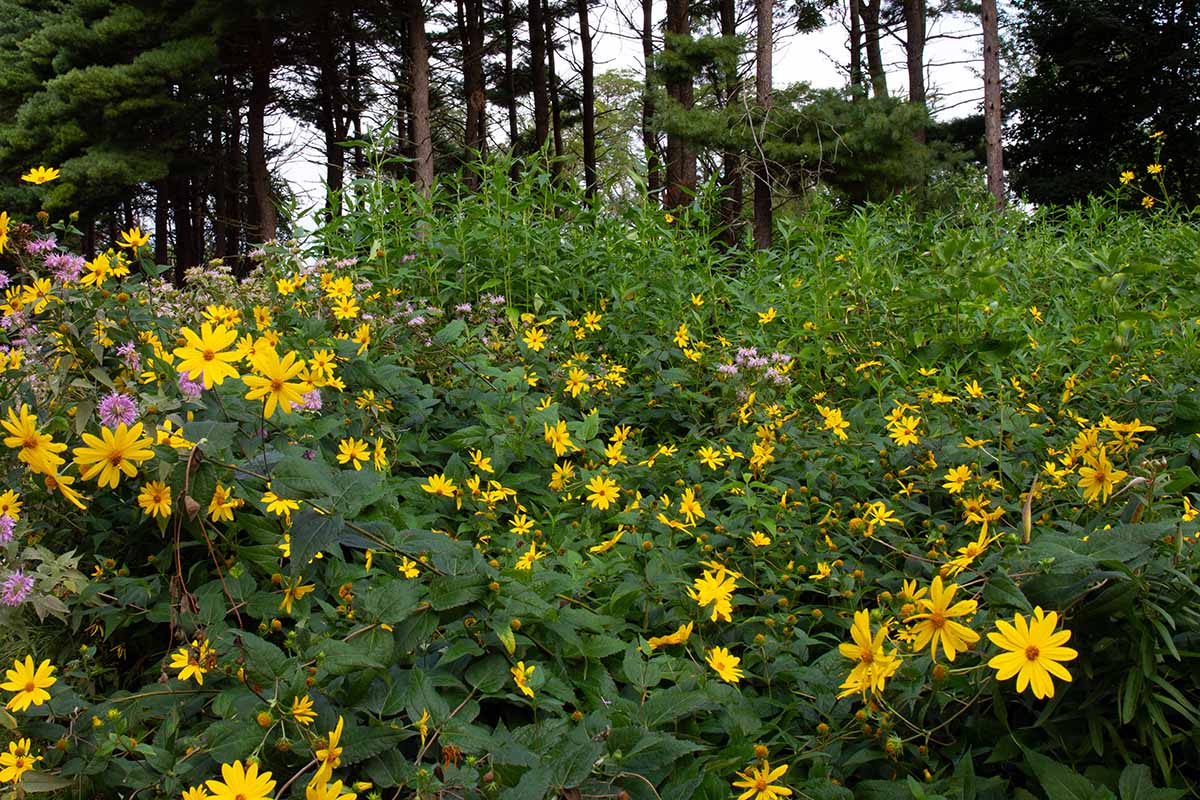A horizontal image of bee balm growing with sunflowers pictured on the edge of a woodland.