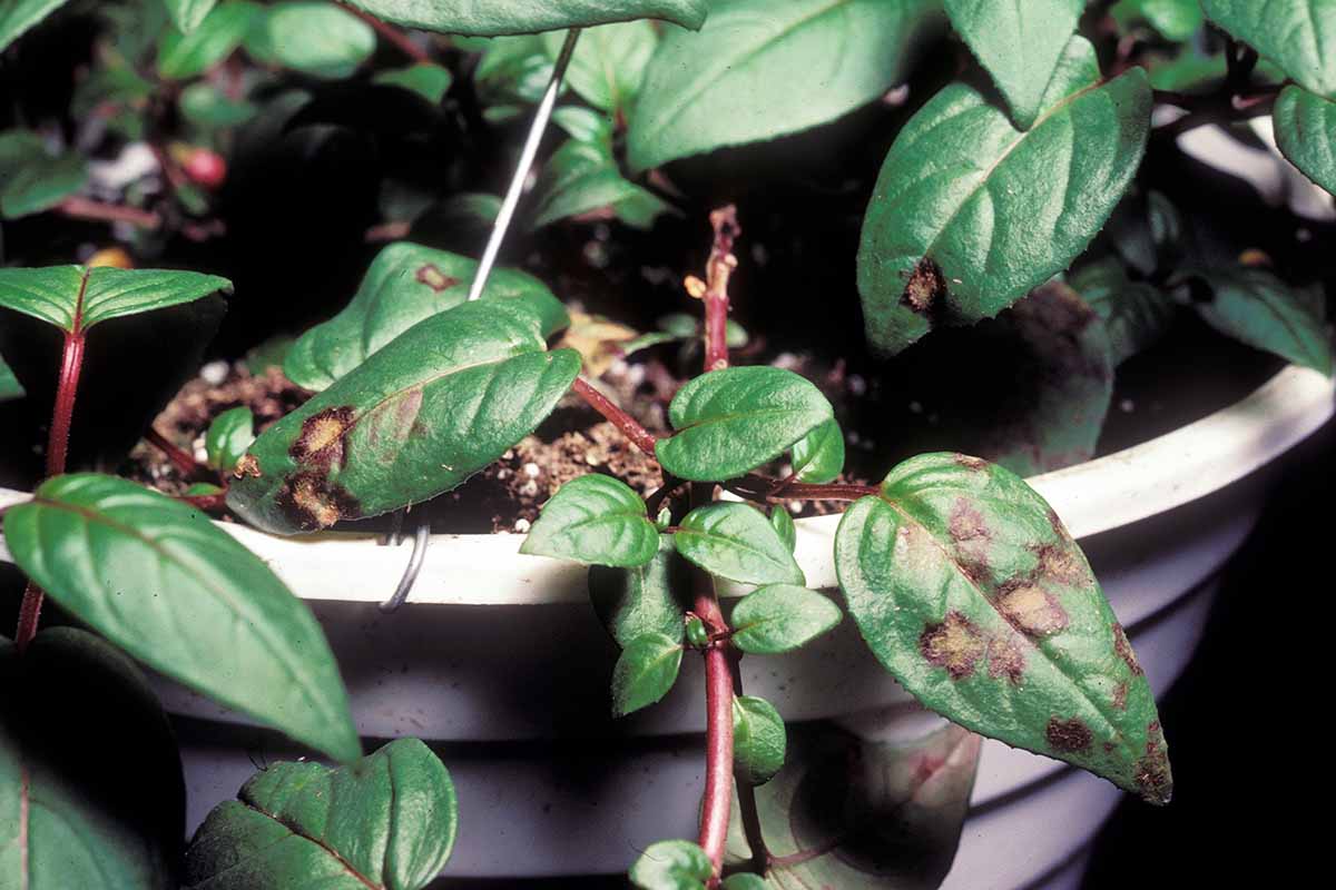 A horizontal photo of fuchsia leaves with signs of rust spots on the foliage.