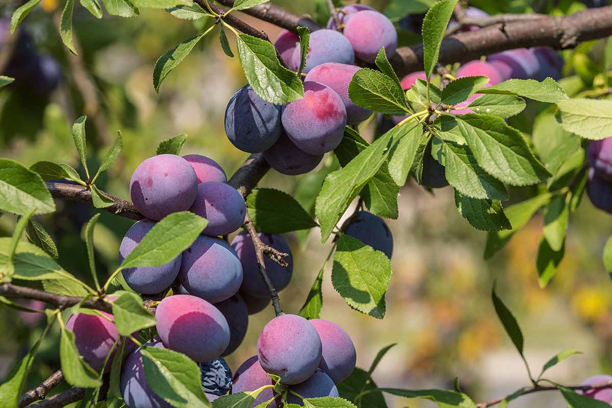 A close up horizontal image of ripe plums growing in clusters on the tree, pictured in bright sunshine on a soft focus background.