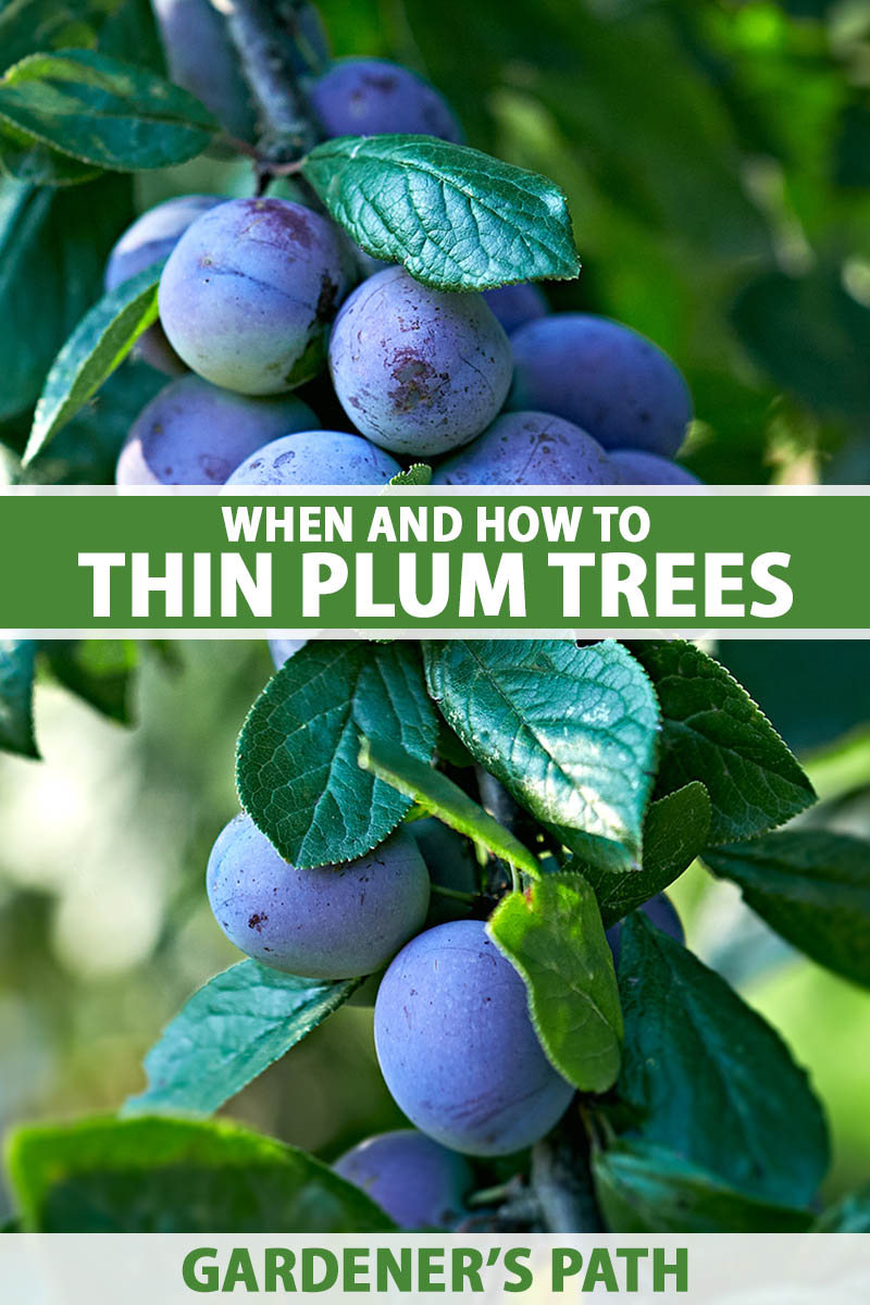A close up vertical image of plums growing on the branch pictured on a soft focus background. To the center and bottom of the frame is green and white printed text.
