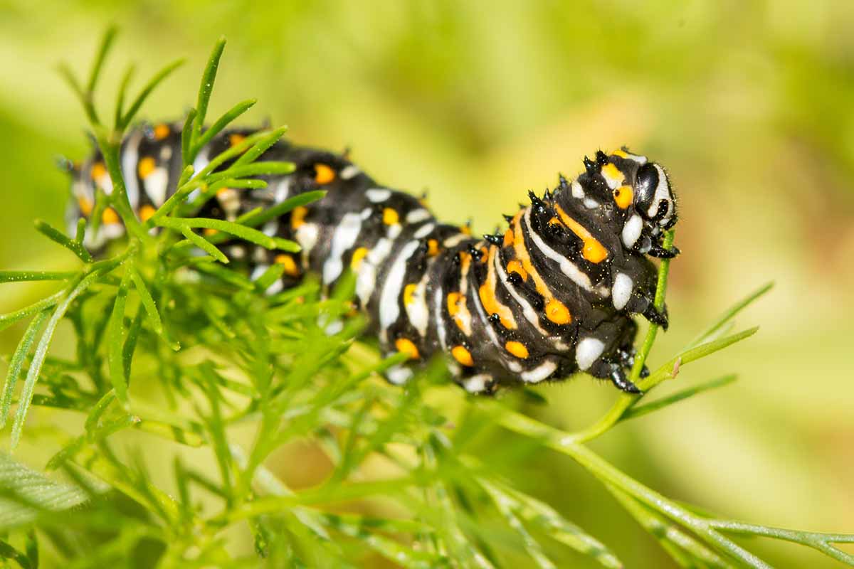 A close up horizontal image of the third instar of a black swallowtail caterpillar munching on carrot foliage.