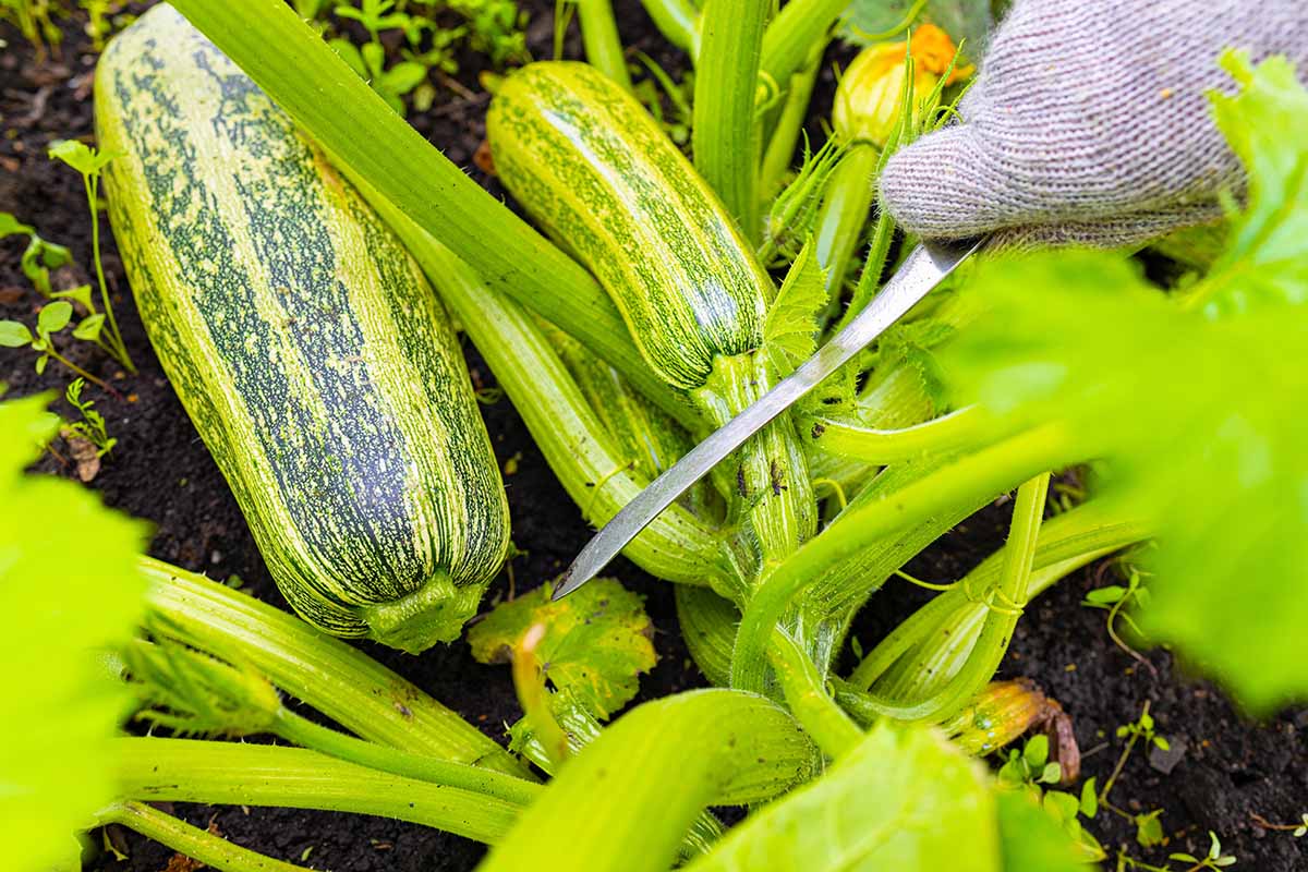 A horizontal photo of a gardener using a knife to harvest a zucchini off the vine.