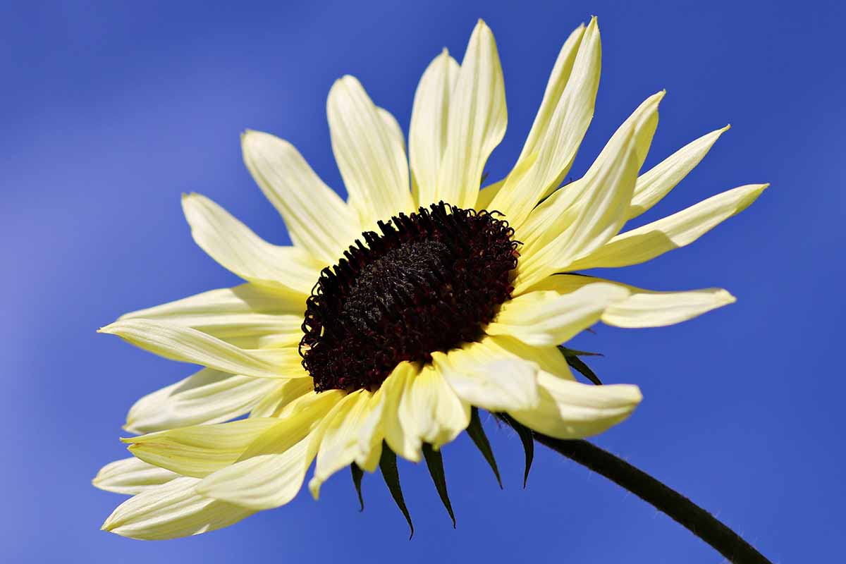 A close up of a single 'Vanilla Ice' flower pictured on a blue sky background.