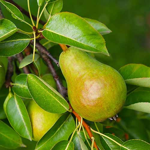 A square image of a 'Warren' pear growing on the tree pictured on a soft focus background.