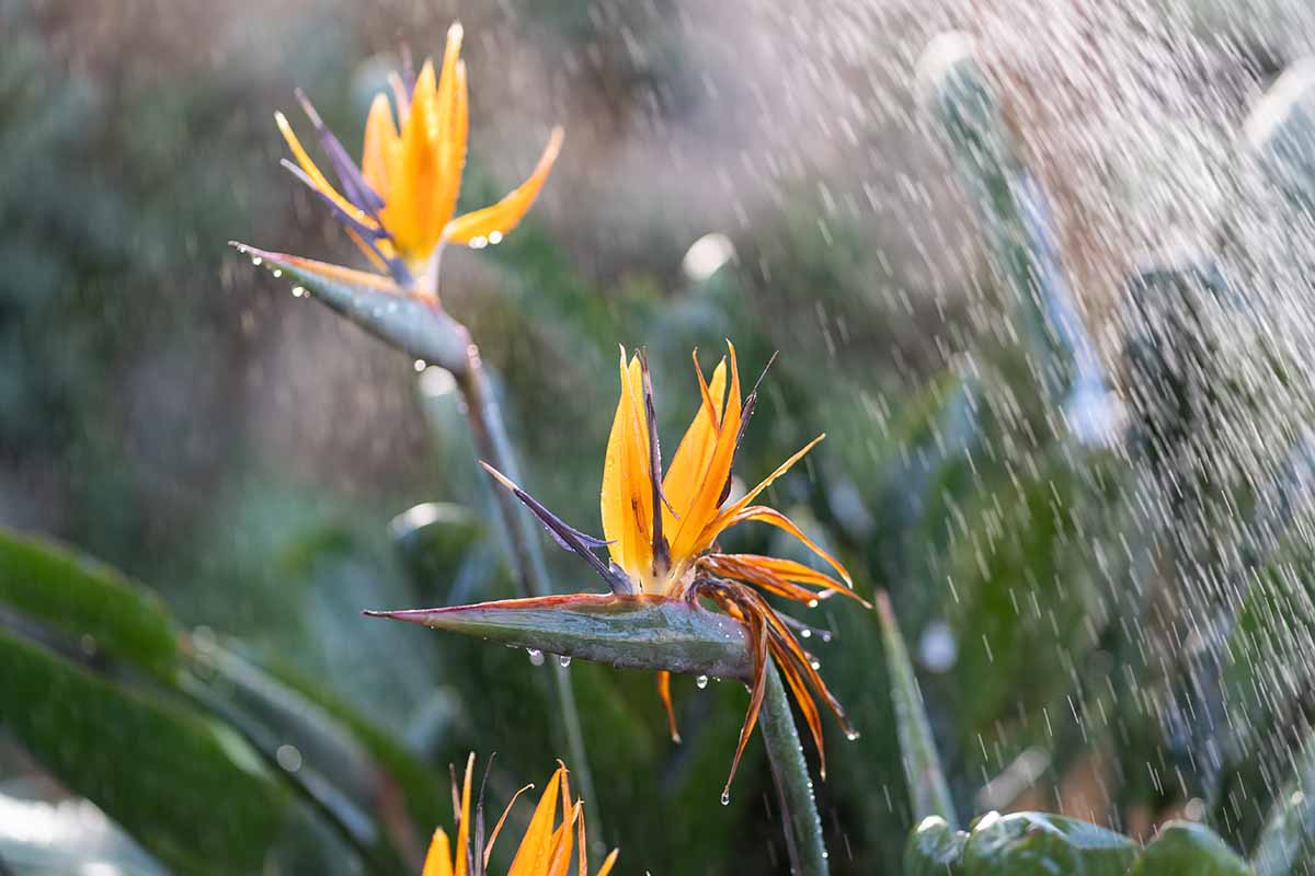 A horizontal photo of several Strelitzia plants being watered in the garden.