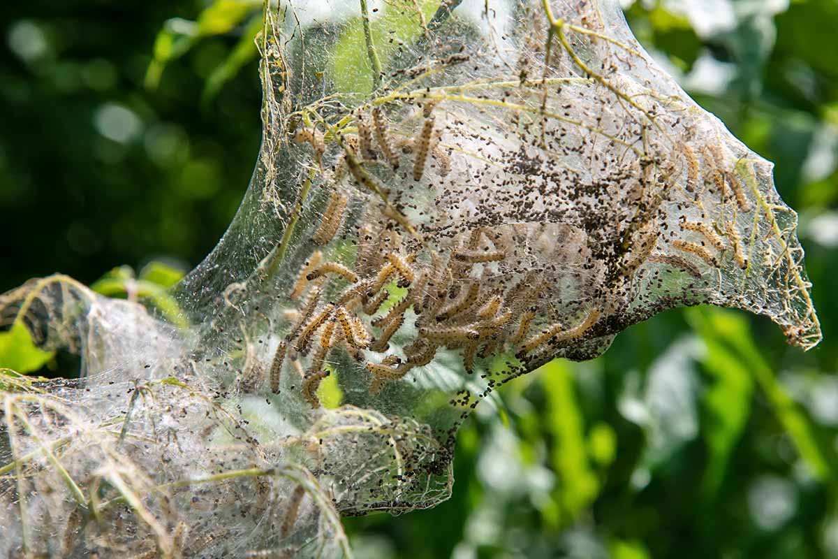 A close up horizontal image of a fall webworm nest on a tree.