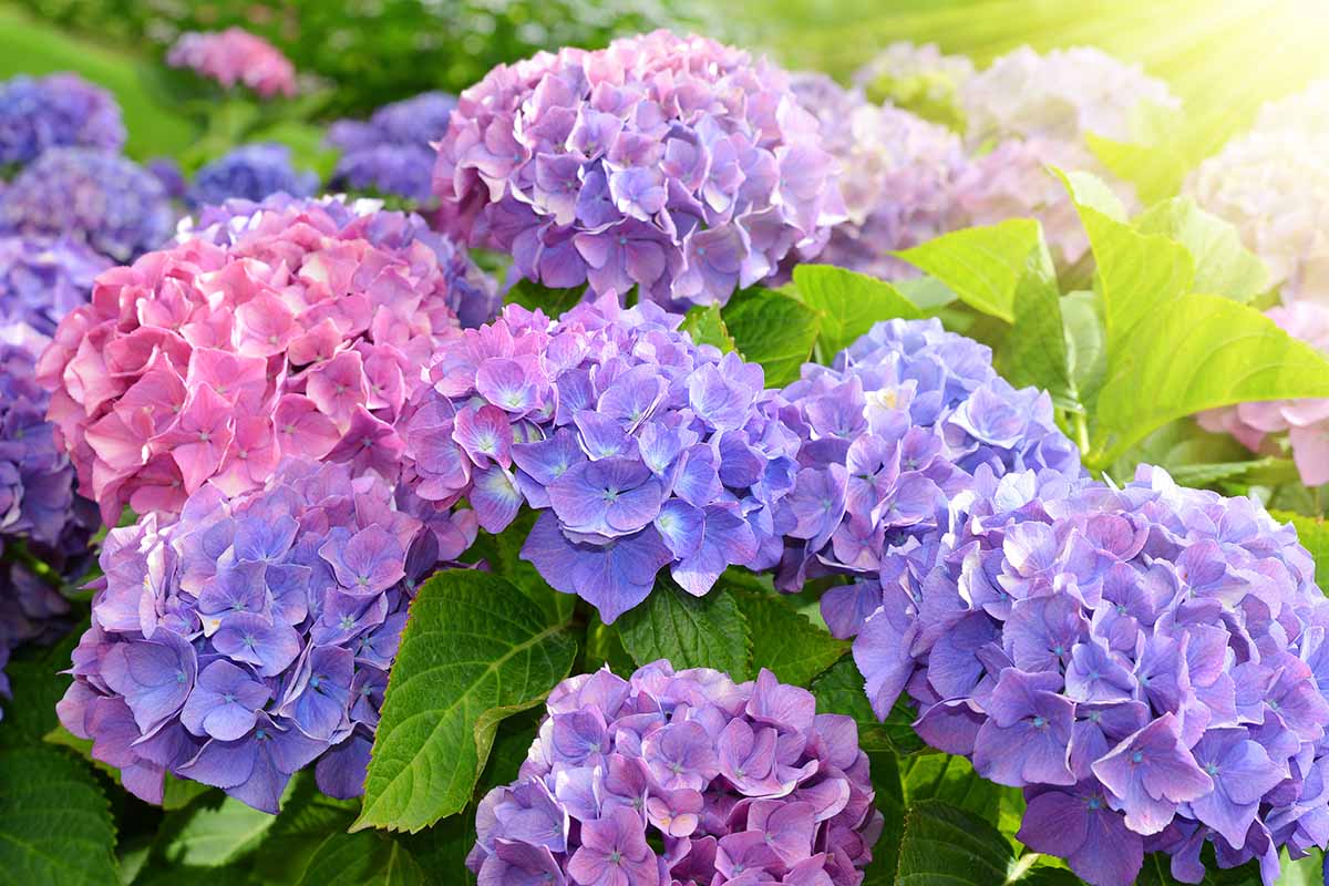 A close up horizontal image of hydrangea flowers growing in the garden pictured in light evening sunshine.