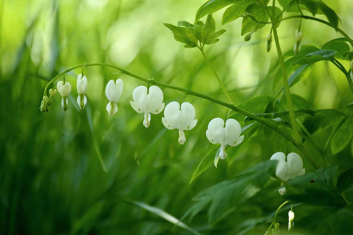 A horizontal photo with white bleeding heart blooms in the foreground set against a soft focus bokeh of greenery.