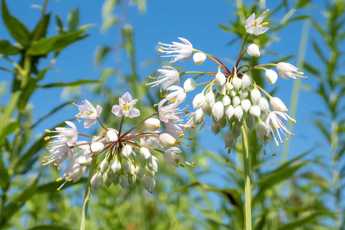 A close up horizontal image of white nodding onion flowers growing in the summer garden pictured in bright sunshine on a soft focus background.