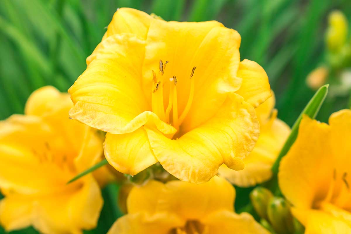 A close up horizontal image of yellow 'Stella D'Oro' flowers growing in the garden pictured on a soft focus background.