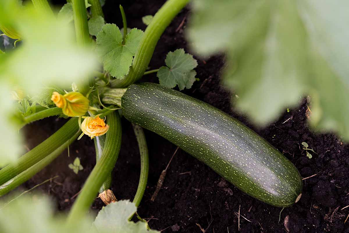 A horizontal close up of a zucchini fruit read to be harvested in the garden.