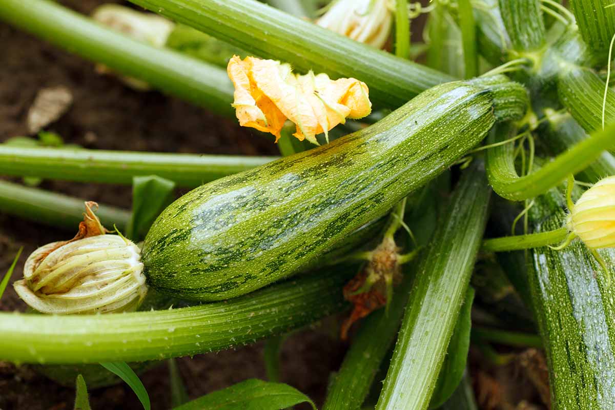 A horizontal shot of zucchini growing in the garden surrounded by blossoms.