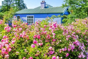 A horizontal image of a hedge of pink roses growing outside a light blue cottage pictured in bright sunshine on a summer's day.